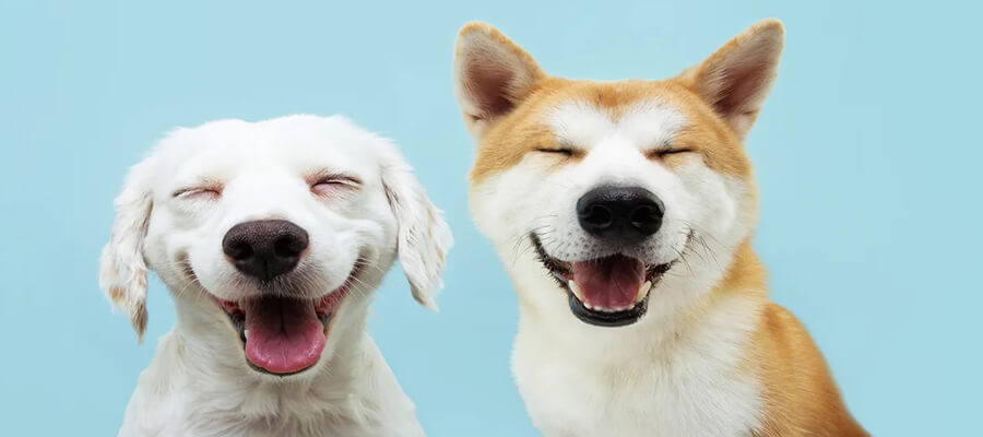 The Funniest Dog Videos on YouTube: A Must-Watch List